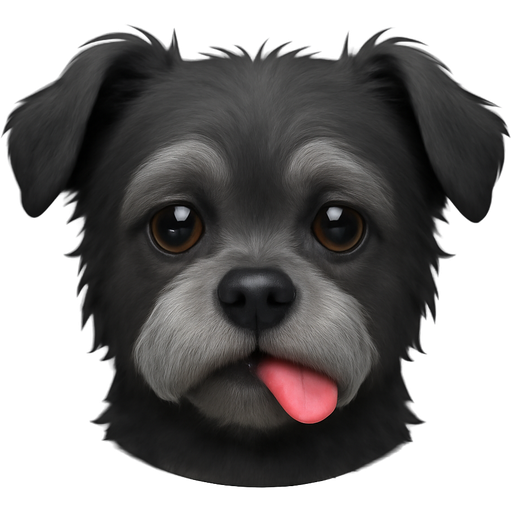 A black dog breed mix with Chihuahua and Maltese also known as Malchi but he’s a senior dog and his tongue sticks out on the left side