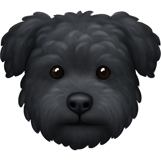 A black pumi dog with its ears down but with more loose curly hair and a little greyness in their coat colour