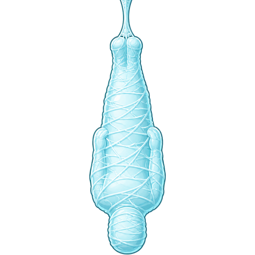 #B8FFFF spider slik cocoon #B8FFFF mummified completely covered human shaped cocoon hanged upside down covered with #B8FFFF thin coat of #B8FFFF spider webs